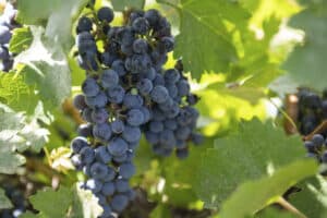 Descubre el fascinante mundo del vino azul de Mercadona: un toque de originalidad en cada copa