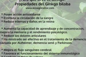 Descubre los beneficios y propiedades de la infusión de Ginkgo biloba en Mercadona