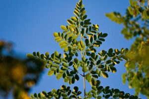 Descubre los sorprendentes beneficios del té de hibisco de Mercadona