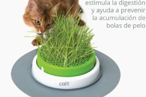 La mejor hierba para gatos: descubre la opción de Mercadona